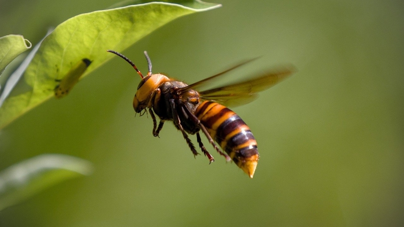 frelon asiatique.jpg